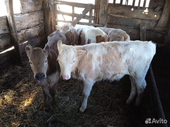 Телята бычки
