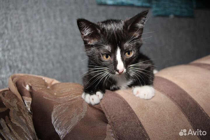 Котенок кошечка кошка