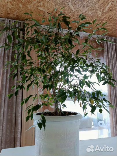 Фикус бенджамина