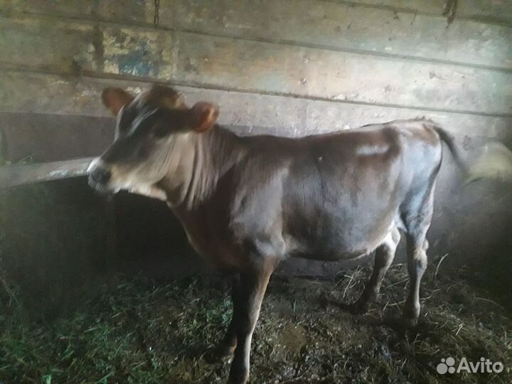 Телка 4 месяца