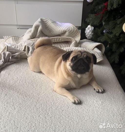 Мопс девочка