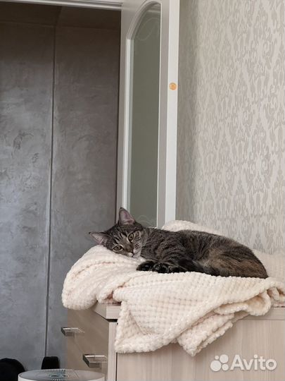 Кошки в дар