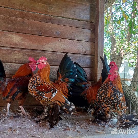 Породистые декоративные петушки мильфлёры