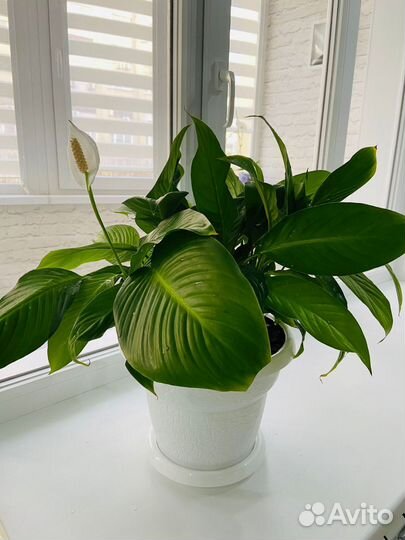 Спатифиллум