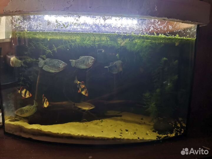 Аквариум с рыбками