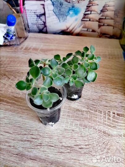 Комнатные растения