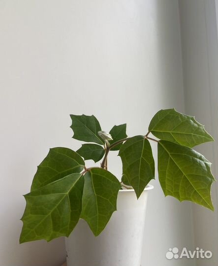 Берёзка (циссус)