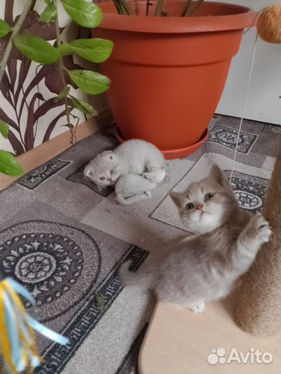 Шотландские котята