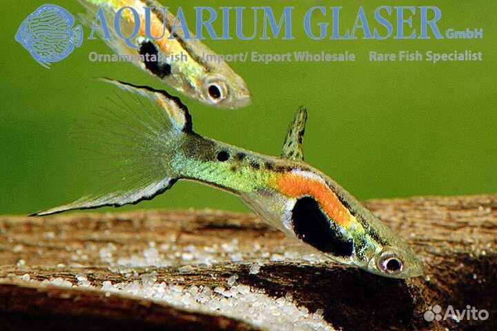 Гуппи эндлера блю. Редкие живородки