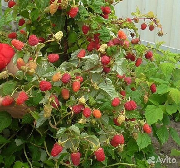 Малина сорт Полька Таганка Геракл