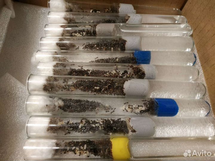 Муравьи Жнецы