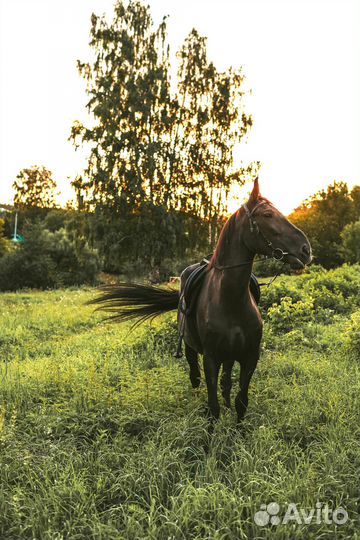 Аренда лошади вместе с тренером