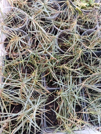 Гвоздика розовая многолетняя