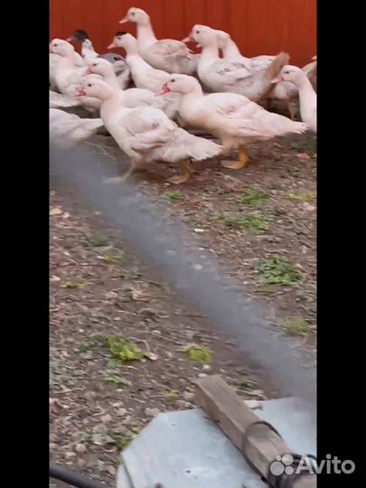 Мускусные утки, тяжелой линии, утята