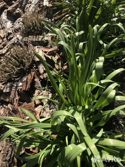 Лук слизун,многоярусный лук