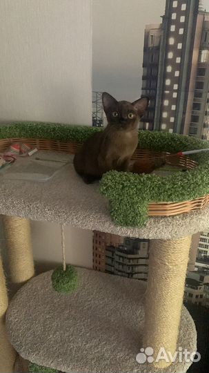 Бурманский котенок