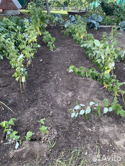 Малина саженцы