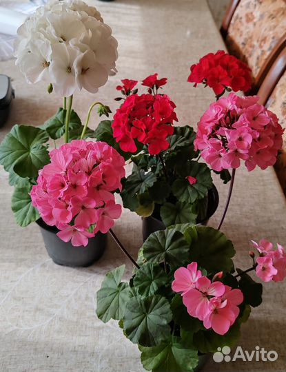 Пеларгония герань сортовая