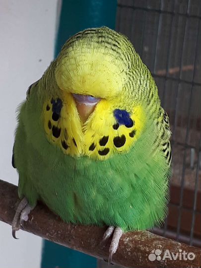 Выставочный волнистый попугай