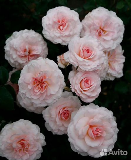 Саженцы роз Бременские музыканты