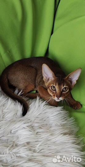 Абиссинские котята