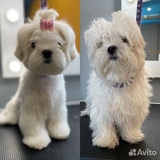 Стрижка собак