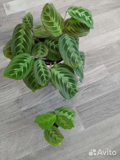 Комнатные растения