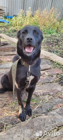 В добрые ручки