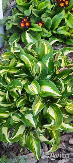 Примула ушковая, хосты