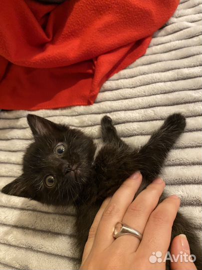 Котенок в доьрые руки