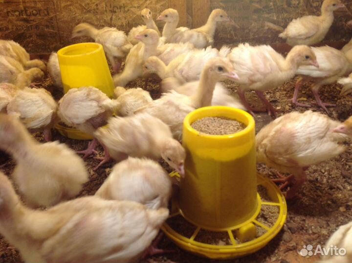 Индюшата подрощенные,Цыплята бройлера росс-308
