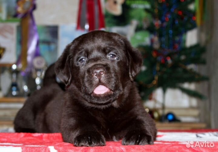 Шоколадные девочки лабрадор