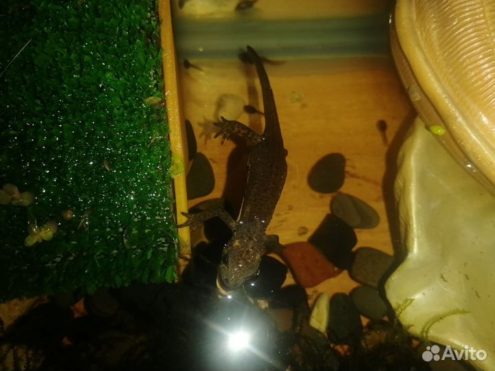 Аквариумы, рыбки, оборудование, растения, тритоны