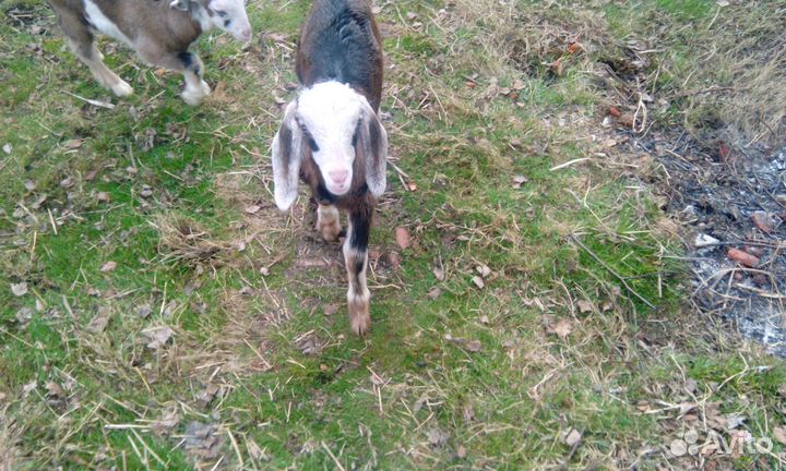 Козлики альпо-нубийские