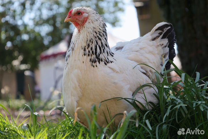 Куры Молодки Несушки доставка
