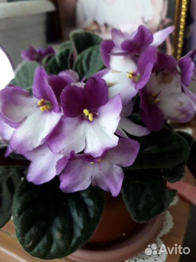 Фиалка (сенполия)