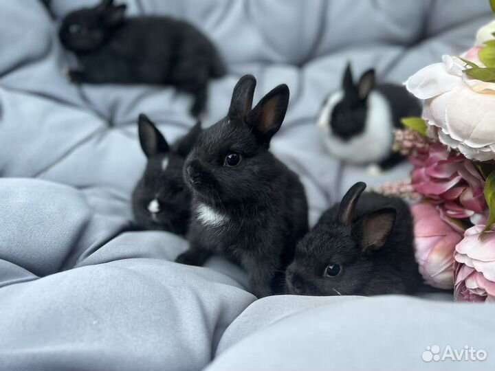 Декоративные кролики