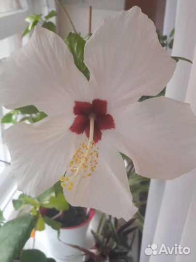 Гибискус белый сортовой Cairo White