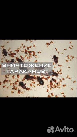 Уничтожение насекомых и грызунов в Ульяновске
