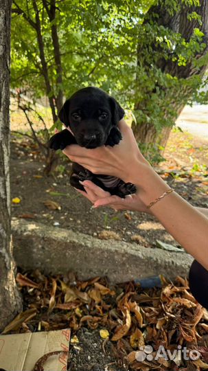 Собака в добрые руки