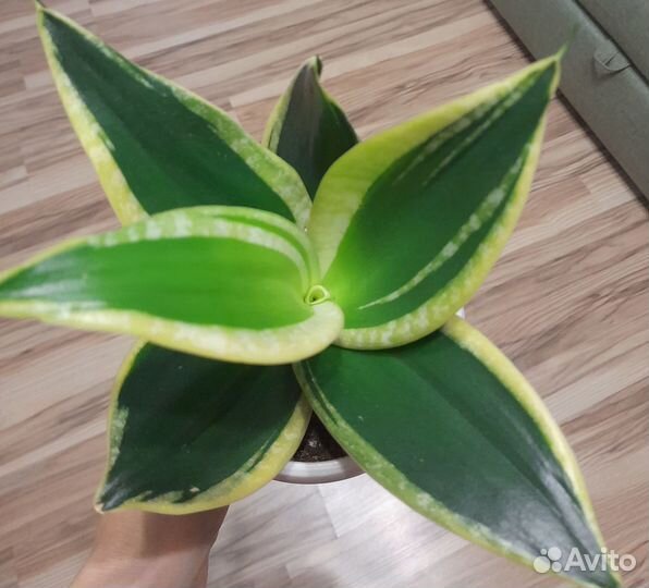 Сансевиерия лауренти компакта, ханни крео