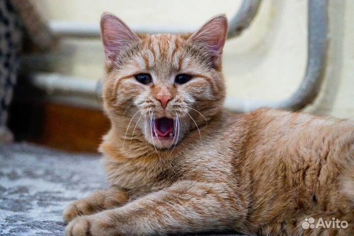 Рыжая девочка Плюша