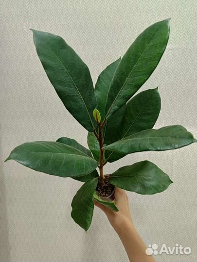 Монстеры, фикусы, филодендроны, циперус