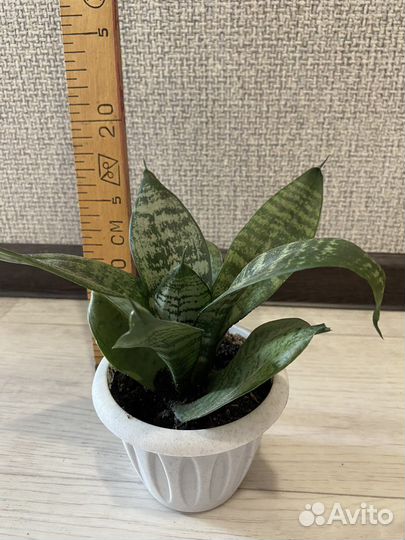 Сансевиерия ханни