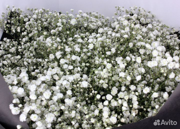 Букет Гипсофил. Гипсофила