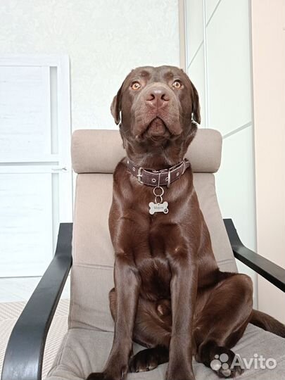 Кобель лабрадора вязка