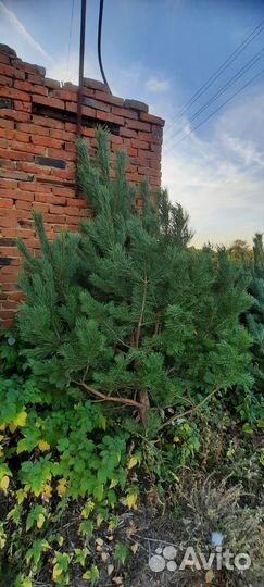 Новогодние сосны (ёлки ) оптом