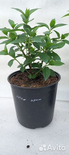 Гортензия метельчатая