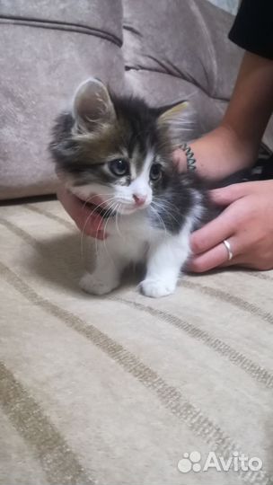 Кошка в дар