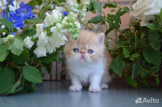 Красное солнышко экзотический котик объявление продам